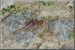 Vážka rudá-sameček 01.jpg