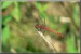 Vážka rudá-sameček 02.jpg